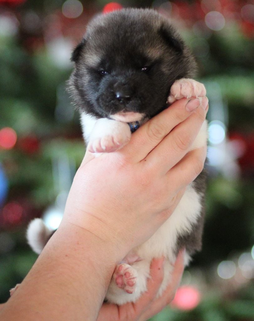 CHIOT collier bleu - Akita americain