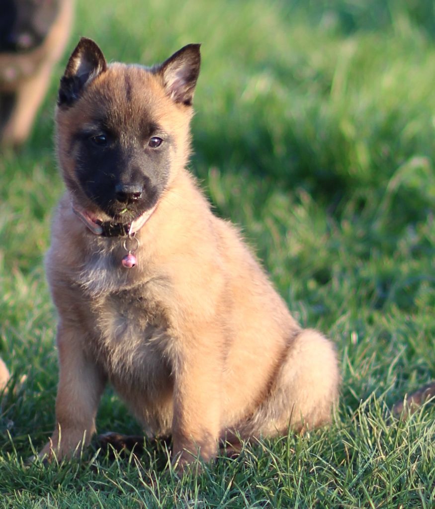 Alessia - Berger Belge