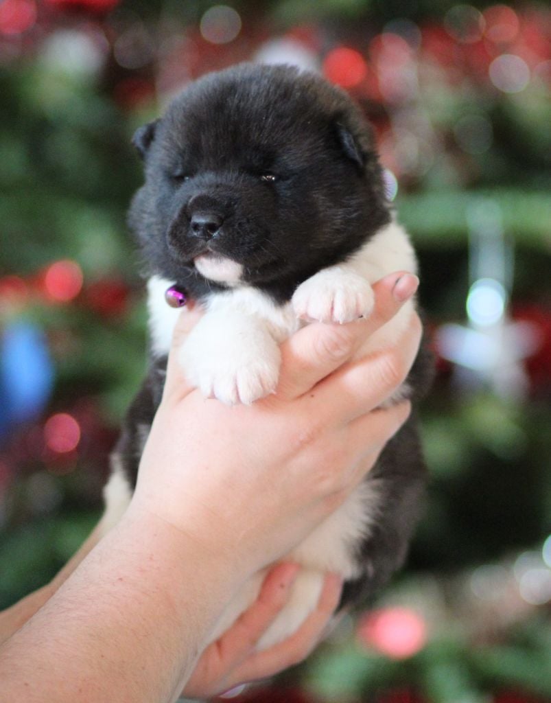 CHIOT collier violet - Akita americain