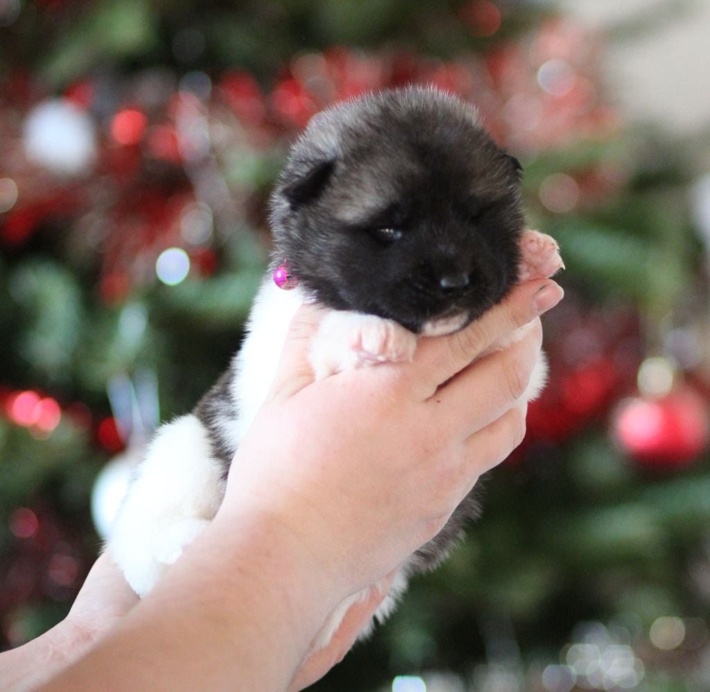 CHIOT collier rose - Akita americain