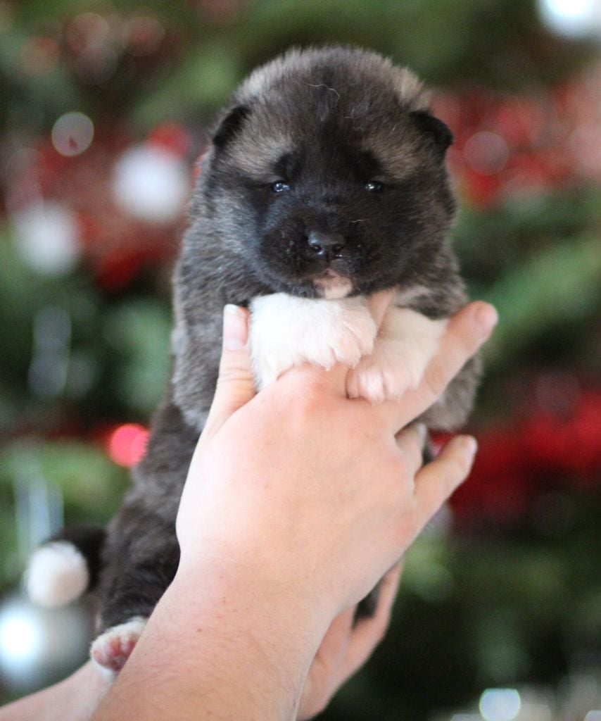 CHIOT collier marron - Akita americain