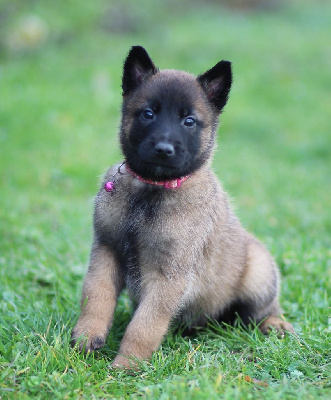 Les chiots de Berger Belge