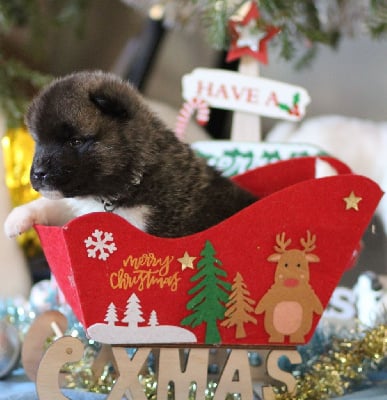 Les chiots de Akita americain