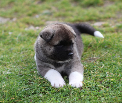 Les chiots de Akita americain
