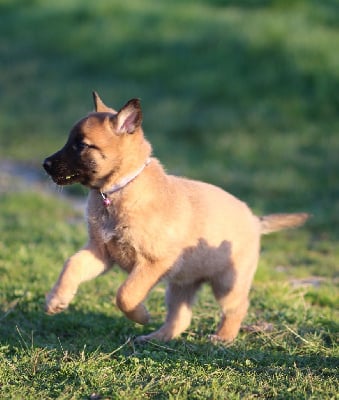 Les chiots de Berger Belge