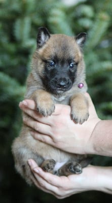 Les chiots de Berger Belge