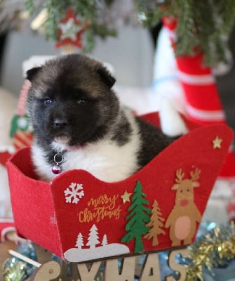 Les chiots de Akita americain