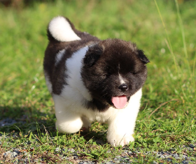 Les chiots de Akita americain