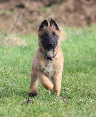 Les chiots de Berger Belge