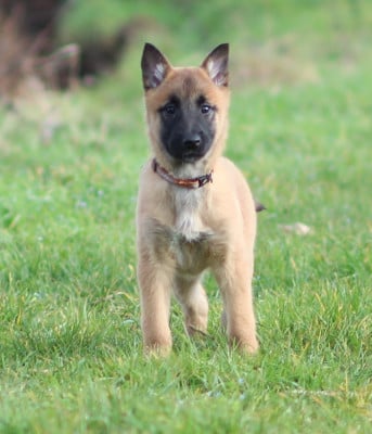 Les chiots de Berger Belge