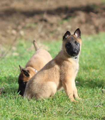 Les chiots de Berger Belge