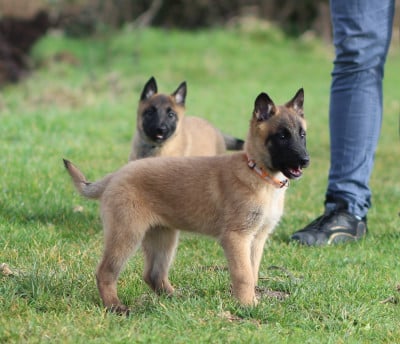 Les chiots de Berger Belge