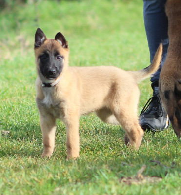Les chiots de Berger Belge