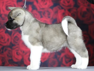 Les chiots de Akita americain
