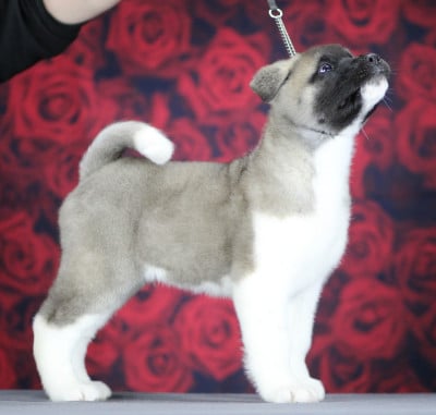Les chiots de Akita americain
