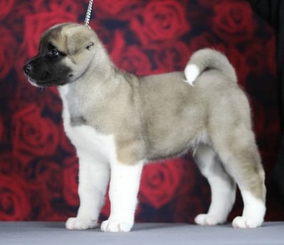 Les chiots de Akita americain
