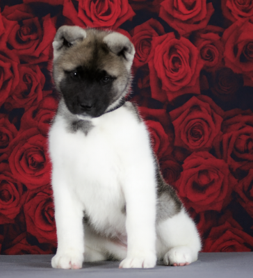 Les chiots de Akita americain
