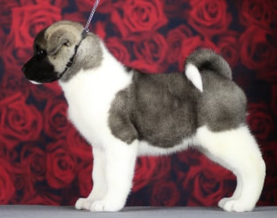 Les chiots de Akita americain