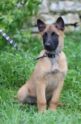 Les chiots de Berger Belge