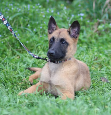 Les chiots de Berger Belge