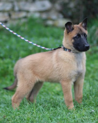 Les chiots de Berger Belge