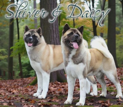 Les chiots de Akita americain