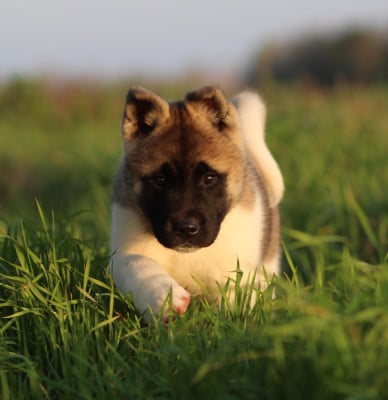 Les chiots de Akita americain