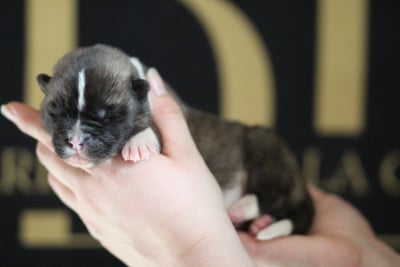 Les chiots de Akita americain