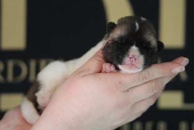 Les chiots de Akita americain