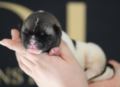 Les chiots de Akita americain