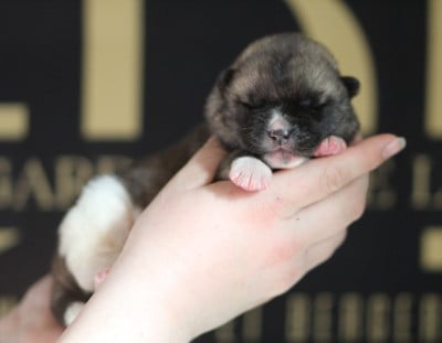Les chiots de Akita americain