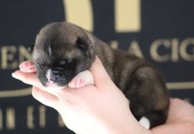 Les chiots de Akita americain