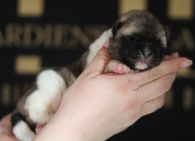 Les chiots de Akita americain