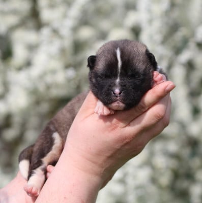 Les chiots de Akita americain
