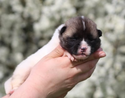 Les chiots de Akita americain