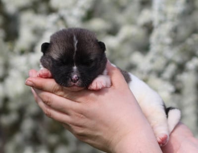 Les chiots de Akita americain