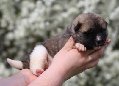 Les chiots de Akita americain