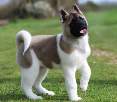 Les chiots de Akita americain