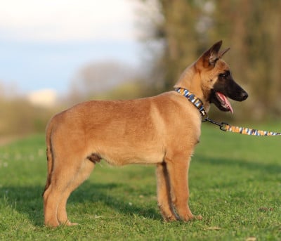 Les chiots de Berger Belge