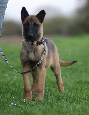 Les chiots de Berger Belge