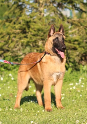 Les chiots de Berger Belge