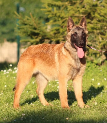 Les chiots de Berger Belge