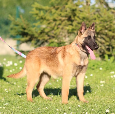 Les chiots de Berger Belge