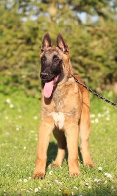 Les chiots de Berger Belge