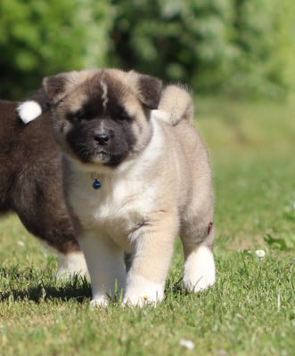 Les chiots de Akita americain
