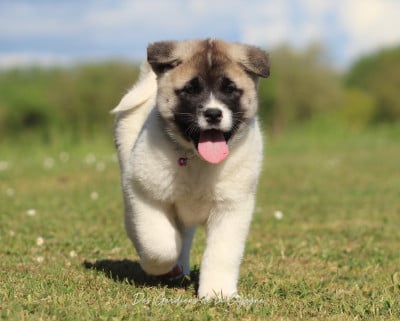 Les chiots de Akita americain