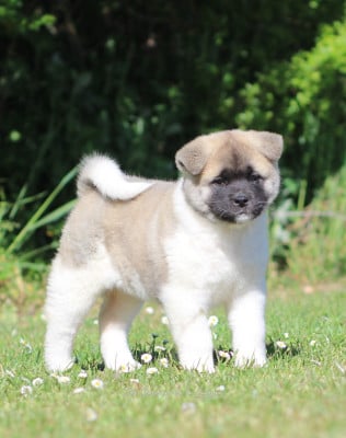 Les chiots de Akita americain