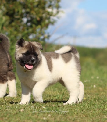 Les chiots de Akita americain