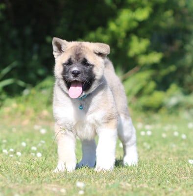 Les chiots de Akita americain