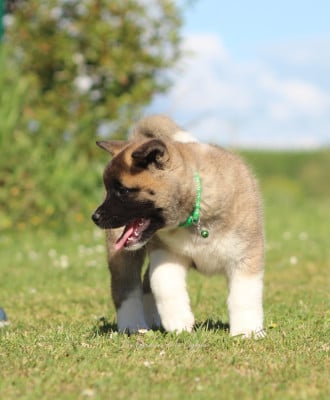 Les chiots de Akita americain